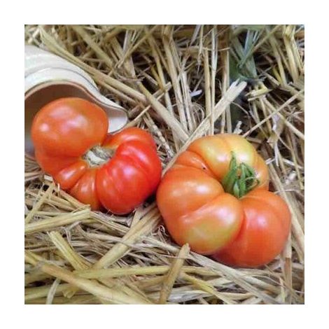 Graines de tomate Reine des Hâtives (1/3)