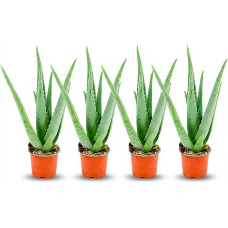 Lot de 4 Plantes Aloe Vera - Succulente d'Intérieur Robuste - Ø 10,5 cm - Hauteur 35-40 cm - PANGIVO (1/4)
