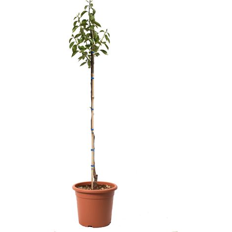 Pianta Caco Mela Hana Fuyu - Alberello di Cachi - Piante dVere da Frutto - Vaso Ø 24 cm (1/3)