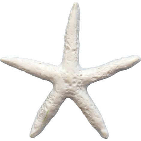 Lot de 10 décorations en forme d'étoile de mer, mini étoiles de mer décoratives à suspendre, à dos plat (1/5)
