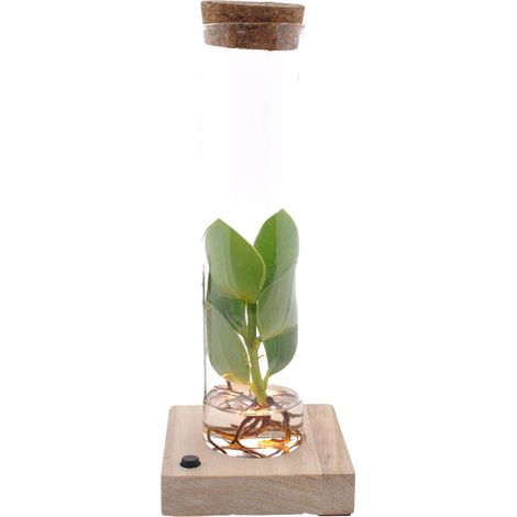 Plante Verte Clusia en Hydroponie avec Tube en Verre et LED - Déco Bureau et Salon - Ø 5 x 10 cm - PANGIVO (1/4)