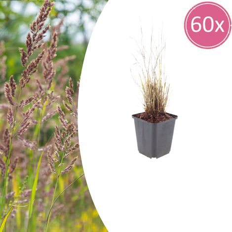 Lot de 60 Calamagrostis brachytricha - Herbe Diamant - Graminée Ornementale - 10-25 cm - Ø9 cm - PANGIVO (1/5)