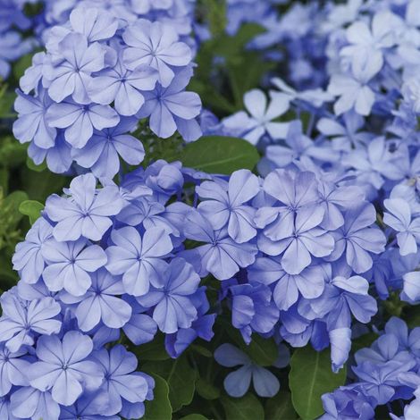 Plumbago capensis "Piombaggine Rampicante" 3 piante da siepe in vaso ø9 cm