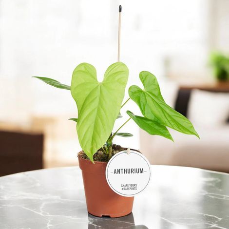 Gardenaria Anthurium 'Balaloanum' - Pianta da interno ornamentale - Altezza: 40 cm (vaso 12) (1/5)