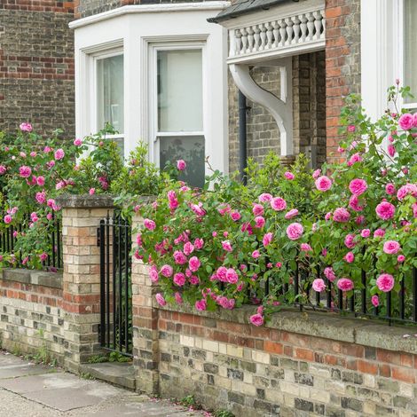 Gardenaria Rosa 'Gertrude Jekyll' - Rosa da giardino - Altezza: 40/50 cm (vaso20) (1/5)
