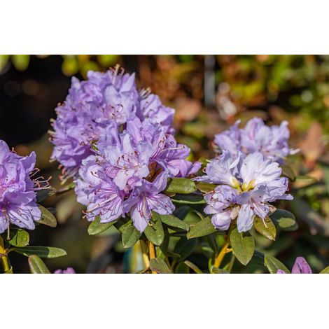 Kleinblättriger Rhododendron 'Ramapo' Rhododendron impeditum 'Ramapo' 2L 20- 25