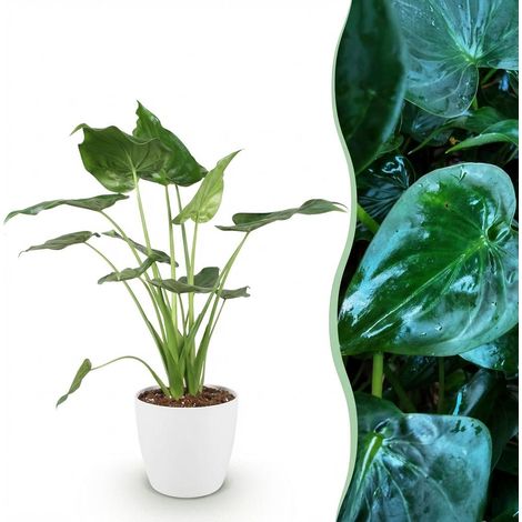 Plante d'Intérieur Alocasia Cucullata Main de Bouddha avec Pot Blanc Ø21cm Hauteur 65-70cm - PANGIVO (1/5)