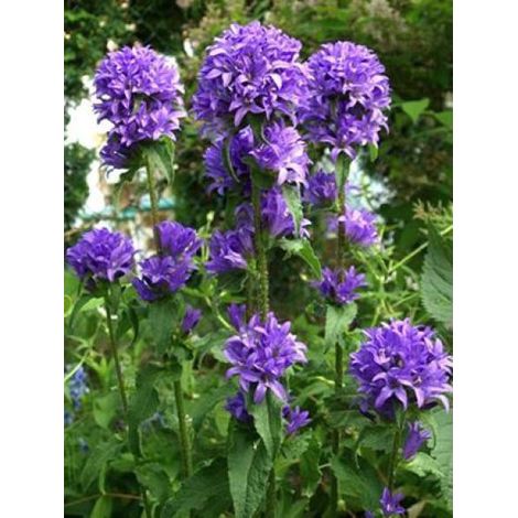 Campanule à bouquets 'Superba' Godet de 8/9 cm (1/4)