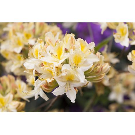 Sommergrüne Azalee 'Daviesii' Rhododendron lut.'Daviesii' C 5 40- 50 (1/5)