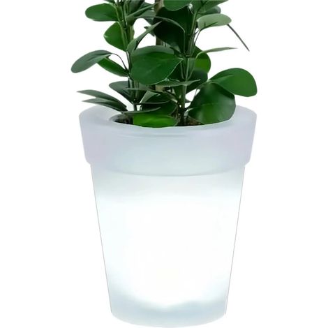 Vases hydroponiques en verre transparent (1/5)