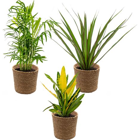 Bloomique - Lot de 3 - Mélange de plantes tropicales d’intérieur avec panier en jonc de mer luxe - Dépolluantes - 25-40 cm (1/5)