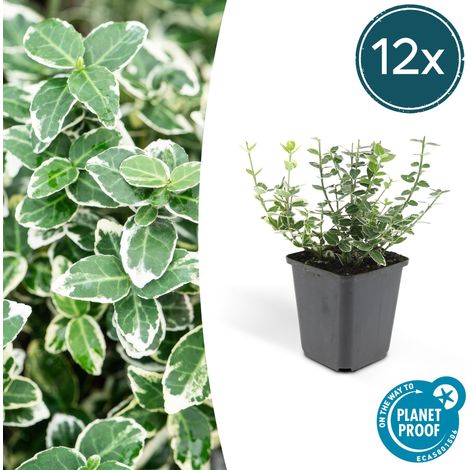 Lot de 12 Fusains Emerald Gaiety Euonymus Fortunei Couvre-sol Argenté Hauteur 10-25 cm Pot Ø 9 cm - PANGIVO (1/5)