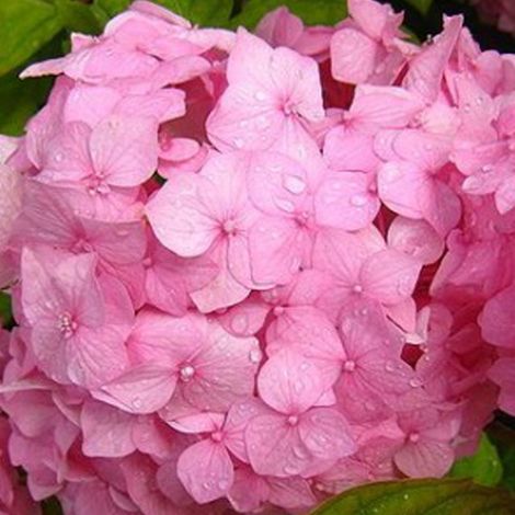Hortensia  - Hydrangea macrophylla 'Sibilla'  - 25-30 cm pot