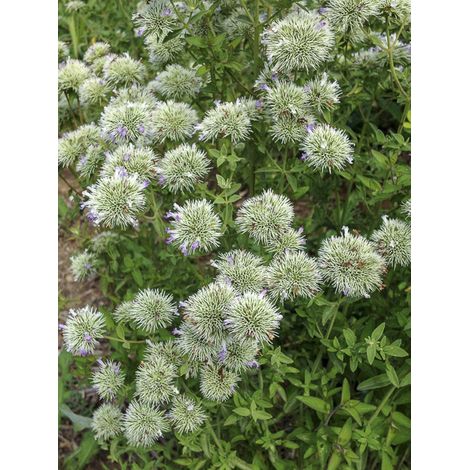 Menthe des montagnes Godet de 8/9 cm