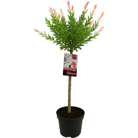 Bloomique - Salix Integra Flamingo - Saule panaché - Plantes de jardin - Rustique - 80-100 cm de haut - Pot 19cm