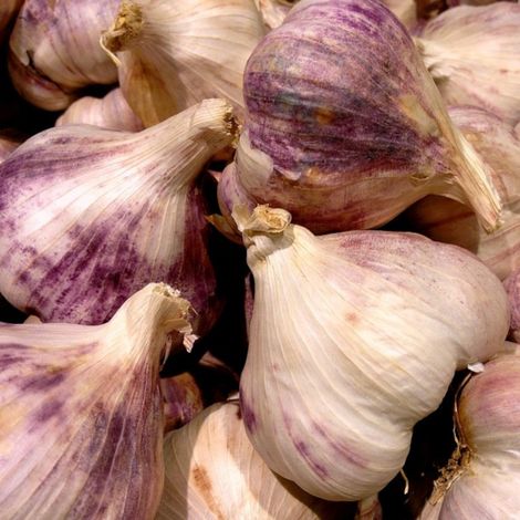 Plants d'ail violet Germidour/Sachet de 500 grammes