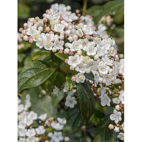 Viorne 'Jermyns Globe' Pot de 3L/4L 30/40cm