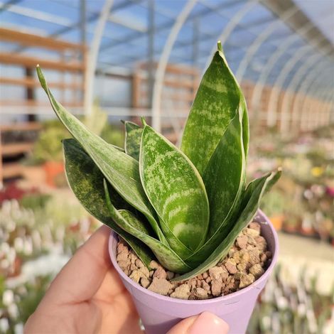1 PIANTA DI SANSEVIERIA TRIFASCIATA HAHNII IN VASO 9CM DA INTERNO APPARTAMENTO LINGUA DI SUOCERA PIANTE GRASSE