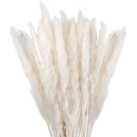 Kartokner Herbe de la Pampa Sechees Decoration Lot de 30,Fleurs Séchées Naturelles 45cm Blanche, Fleur de Pampa pour Deco Salon,Chambre, Interieur,Maison,Cuisine,Domicile,Balcon (Vase Non Inclus) (1/5)