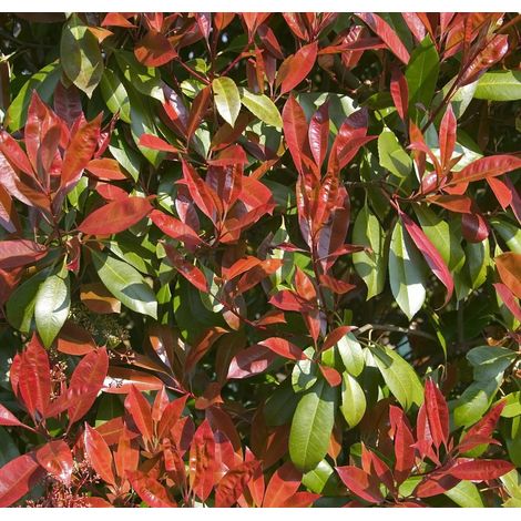 Gardenaria Photinia fraseri 'Red Robin' - Arbusto ornamentale da giardino - Altezza: 40/60 cm (vaso19)