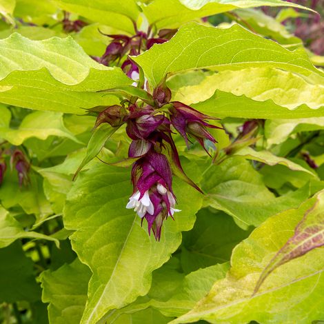 Leycesteria formosa 'little-lanterns' Pot de 3L/4L