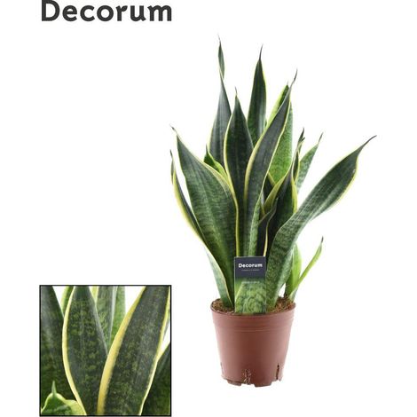 Sansevieria Futura Superba Plante d'Intérieur Langue de Belle-mère Ø14cm Hauteur 45cm - PANGIVO
