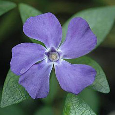 4 x Petite pervenche 'La Grave' 'La Grave' (='Bowles Variety') - (1/4)