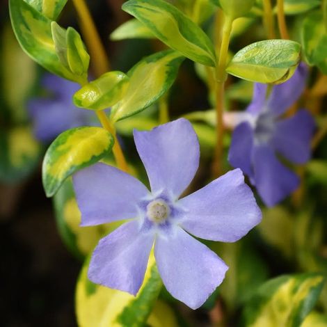 Vinca Minor Illumination in Vaso da 18cm