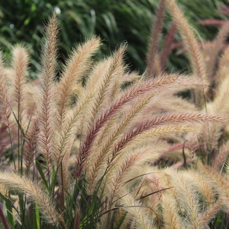 Herbe aux écouvillons Karley Rose' - Pennisetum Karley Rose' pot 2L (1/2)