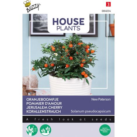 Buzzy House Plants Solanum Jubilee Semences - Ca. 0,5 gr (1/2)
