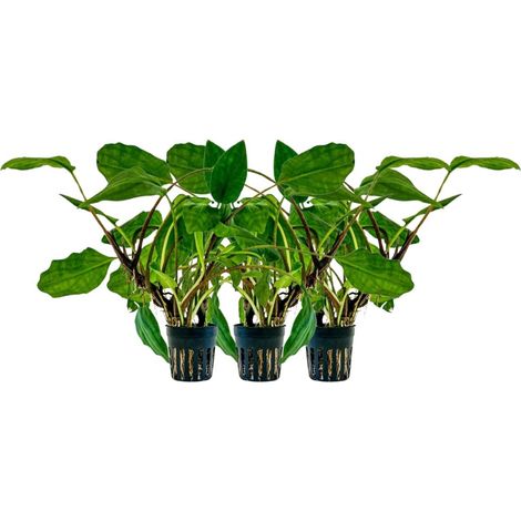 Aquarium Pflanze 3 Stück Lagenandra sp green Topf Nr.304