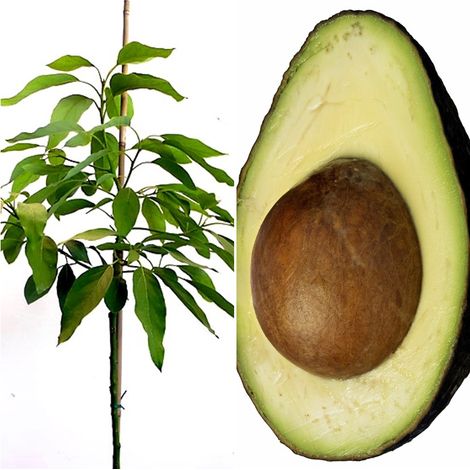 Planta Arbol Frutal de Aguacate Hass. 2 A�os. 140 -150 Cm