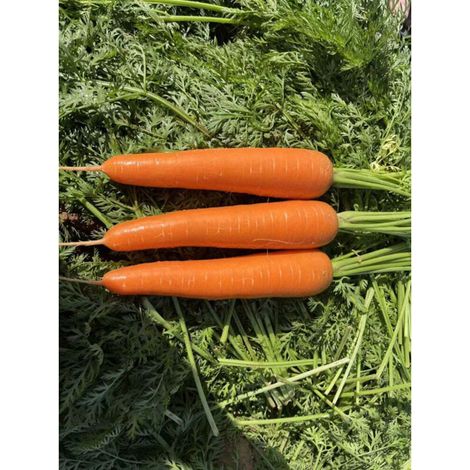 400 pièces Graines Carotte pour Potager – Légumes Racines Frais, Semis Facile et Récolte Rapide