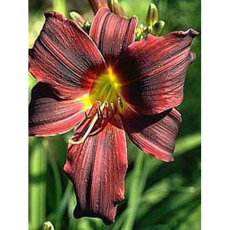 Lis d'un jour, Hémérocalle 'American Revolution' Godet de 8/9 cm (1/4)
