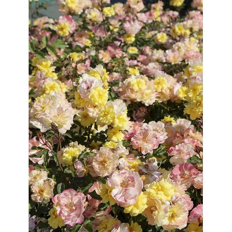 Rosier moderne 'Rève de Paris' Pot de 2L/3L (1/2)