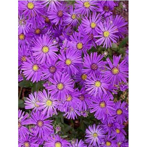 Oeil de Christ 'Violet Queen' Godet de 8/9 cm (1/2)