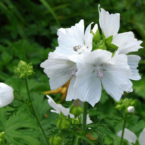 4 x Mauve musquée  - Malva moschata 'Alba'  - godet 9x9 cm