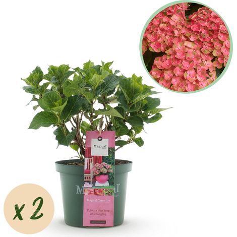 Lot de 2 Hortensias Magical Green Fire Fleurs Changeantes Rose Vert Pot 23cm H 55cm - PANGIVO (1/5)
