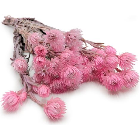 Flor de Kaaps - Phaenocoma prolifera - (Flor de paja del Cabo) - Rosa claro