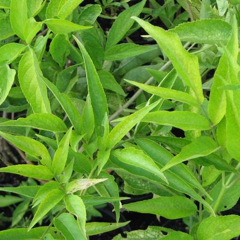 Sureau noir  - Sambucus nigra 'Aurea'  - 50-60 cm pot