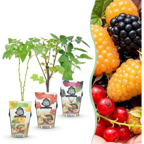 Trio de Plantes Fruitières Rustiques Framboisier Mûrier et Groseillier en Pot de 9 cm - PANGIVO (1/5)