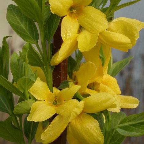 Forsythia Lynwood, Mimosa de Paris/Pot de 4L - 40/60 cm (1/2)
