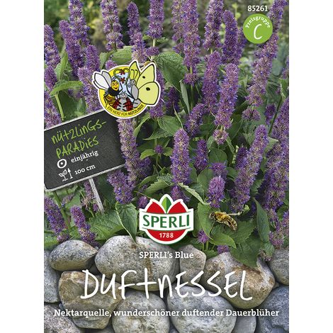 Sperli – Agastache Sperli's Blue – Graines de fleurs, annuelle, hauteur env. 100 cm (1/2)