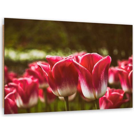 Quadro deco panel, Tulipani in fiore - 90x60 (1/5)