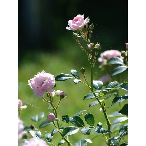 Rosier à massif 'The Fairy' Pot de 4L/5L (1/2)