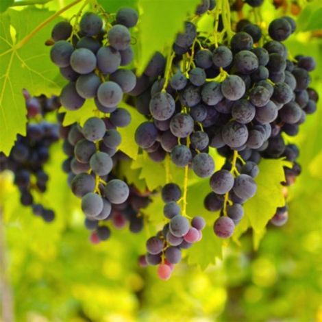 Pépinières Naudet – Vigne 'Cardinal' – Plant fruitier grimpant – Grappes de raisins rouges juteux – Hauteur 5m – Rusticité jusqu'à -15°C