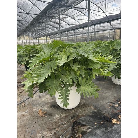 PHILODENDRON SELLOUM SHANGRI-LA VASO 60