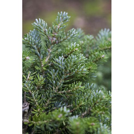 Koreatanne 'Silberperl' Abies koreana 'Silberperl' C 2 15- 20 (1/4)