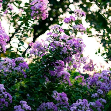 Lilas des Indes Rhapsody in Blue, Lagerstroemia/Pot de 7,5 Litres - 1/4 tige
