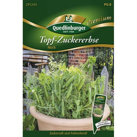 Quedlinburger Saatgut – Pois mange-tout nain Norli – Graines de légumes, pour culture en pot, hauteur env. 50 cm (1/2)
